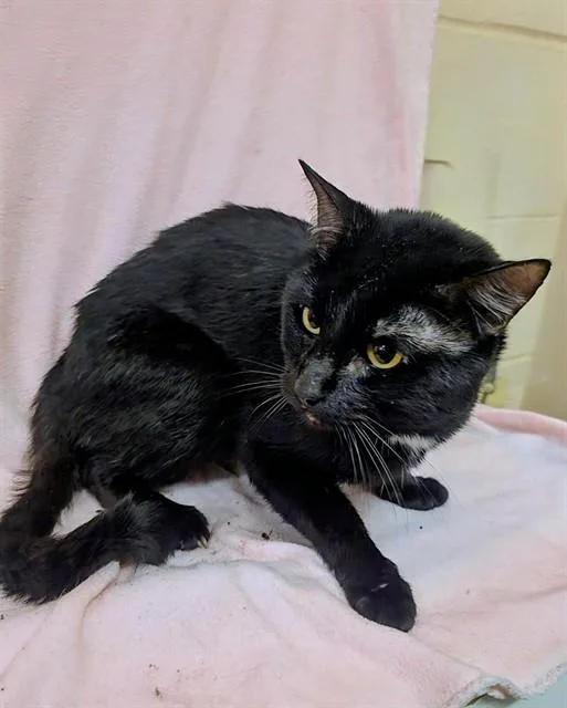 A young medium-sized male Domestic Short Hair cat named Miso for adoption in Castaic, CA