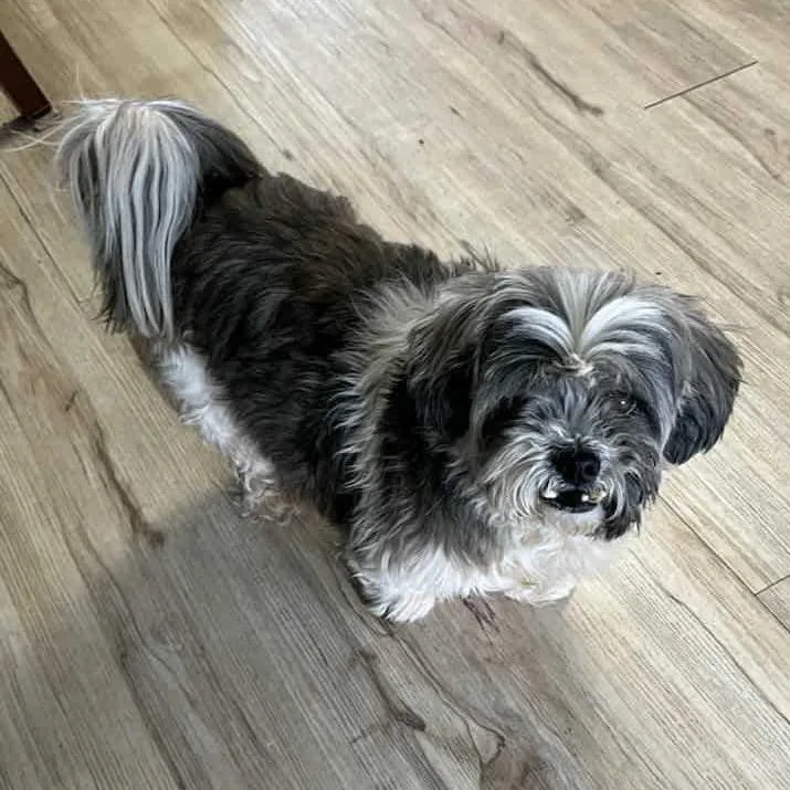A senior small-sized female Gray / Blue / Silver Lhasa Apso dog named Hope for adoption in Shawnee, KS