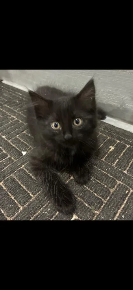 A baby small-sized female Domestic Medium Hair cat named Spice for adoption in Poplar Grove, IL