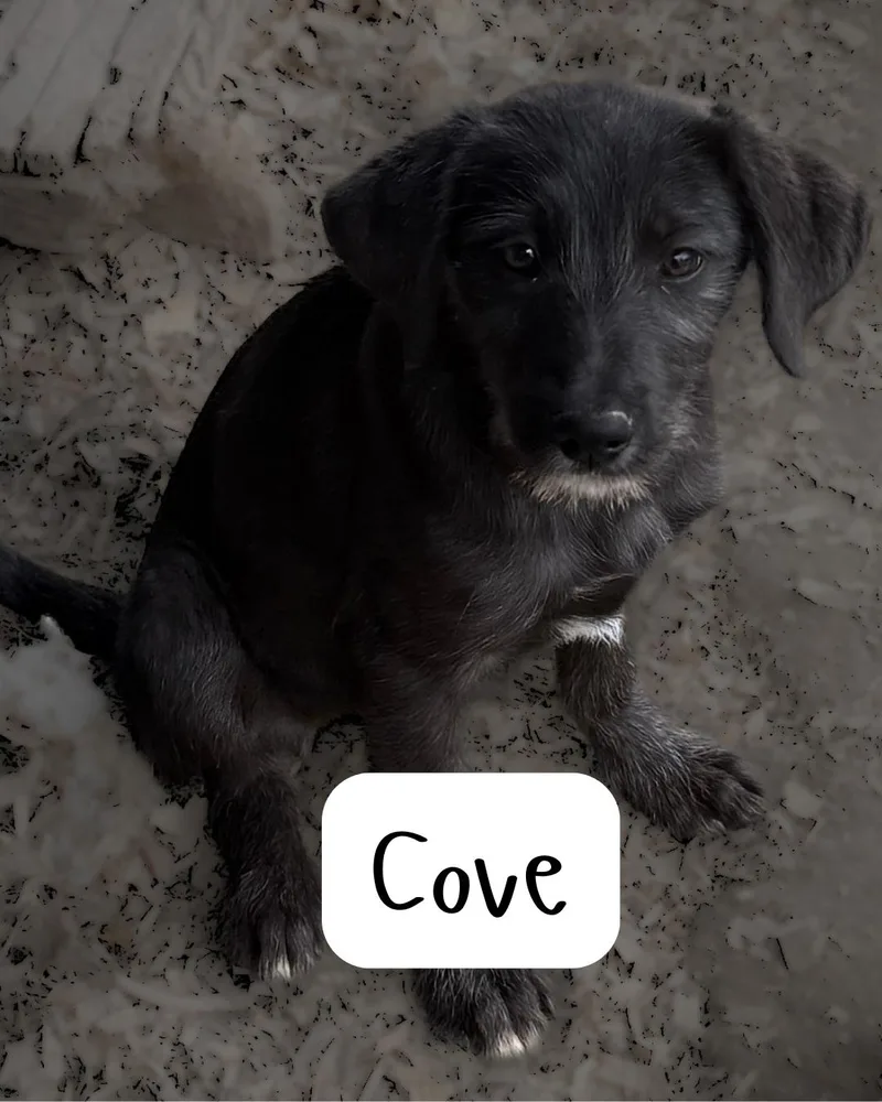 A baby large-sized female Irish Wolfhound dog named Cove for adoption in Zimmerman, MN