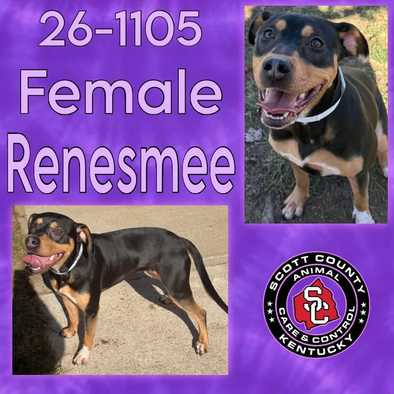 An adult large-sized female Pit Bull Terrier dog named Renesmee for adoption in Georgetown, KY