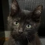 A baby small-sized male Black Domestic Short Hair cat named Hugo for adoption in Wheeling, IL
