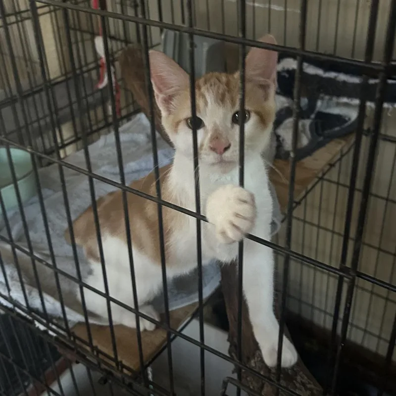 Small Fry Nn thumbnail 2