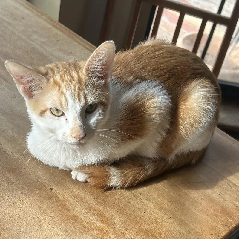 Small Fry Nn thumbnail 3