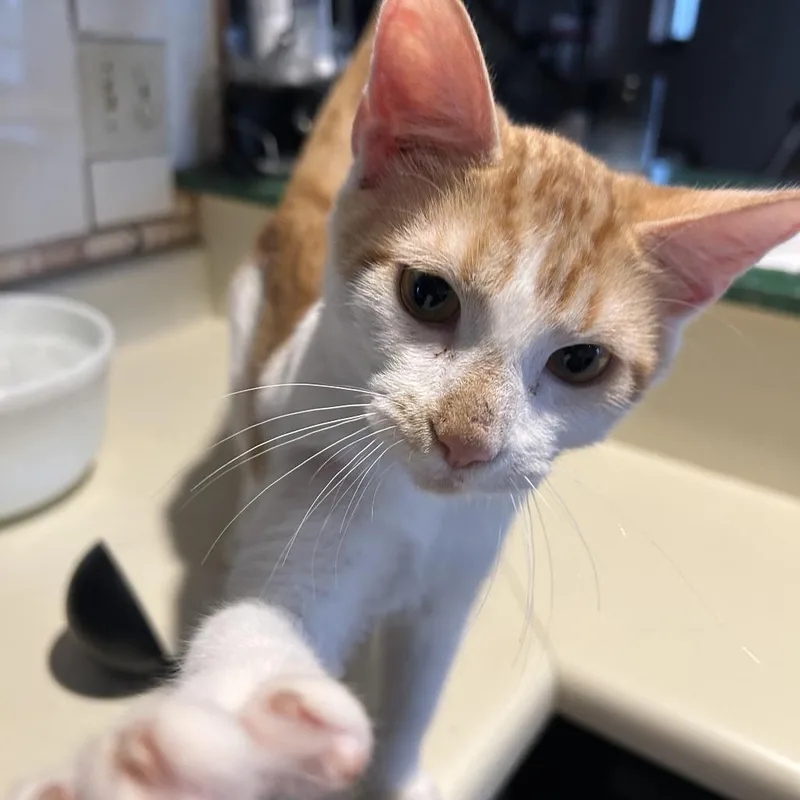 Small Fry Nn thumbnail 4