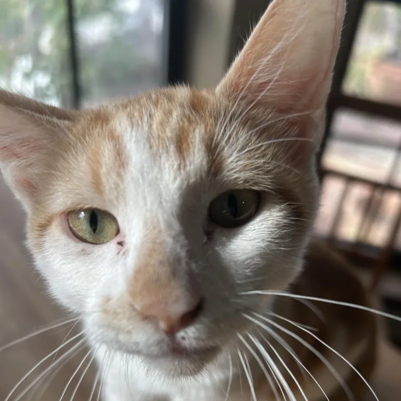 Small Fry Nn thumbnail 5