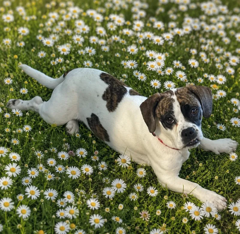 A young medium-sized female Basset Hound dog named Daisy Belle for adoption in Pulaski, TN