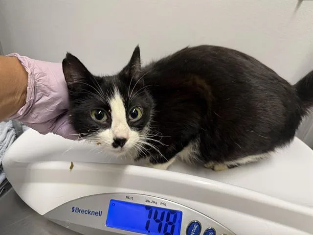 A young medium-sized female Domestic Short Hair cat named Nora for adoption in Kent, WA