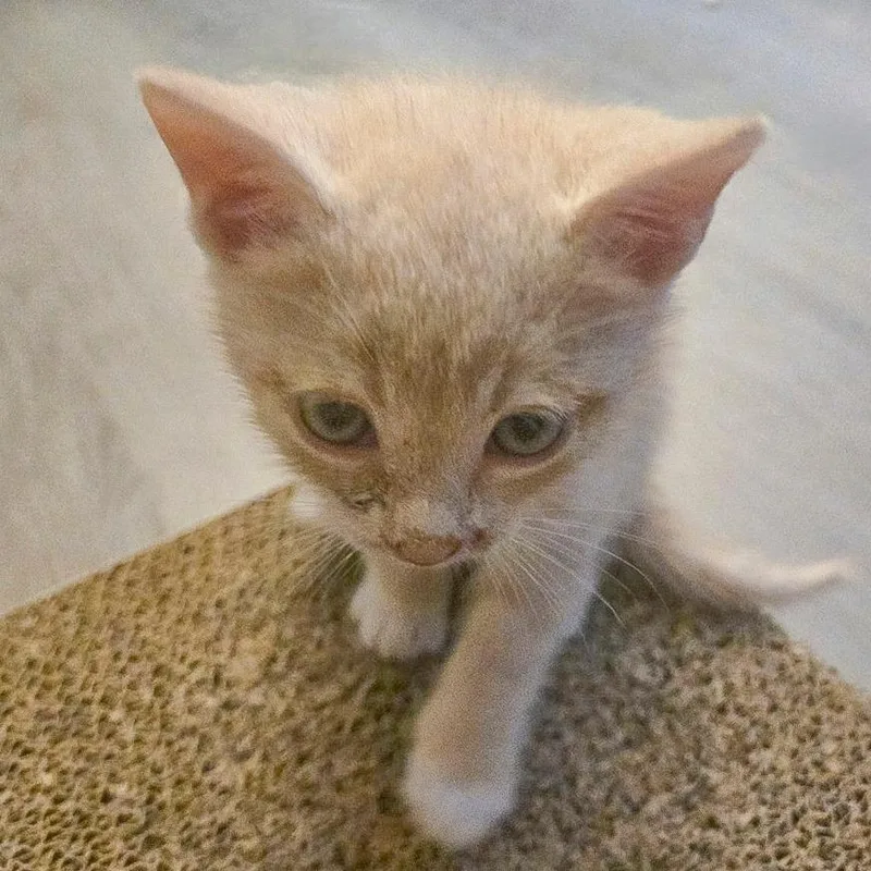 A baby small-sized male Cream / Ivory Domestic Short Hair cat named Truman for adoption in Chapel Hill, NC