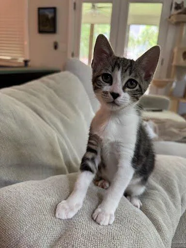 A baby small-sized female Domestic Medium Hair cat named Delilah for adoption in Chamblee, GA