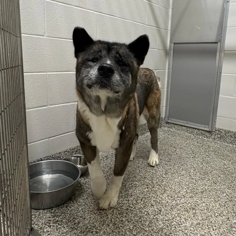 A senior large-sized male Brown / Chocolate Akita dog named Little Bear for adoption in Morganton, NC