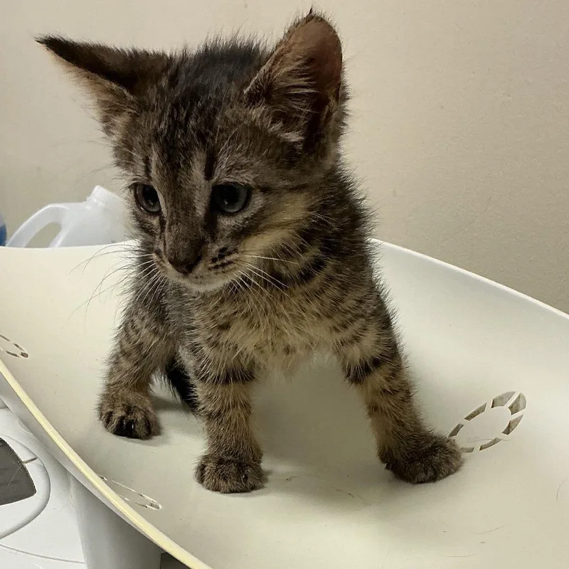 A baby small-sized male Brown / Chocolate Domestic Short Hair cat named Abu for adoption in Elizabeth City, NC