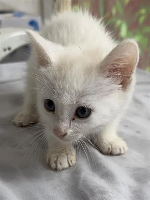 A baby small-sized female Domestic Short Hair cat named Sea Urchin for adoption in San Antonio, TX