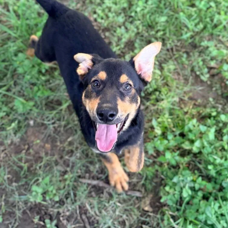 A baby small-sized male Black German Shepherd Dog dog named Digiorno for adoption in Allentown, PA