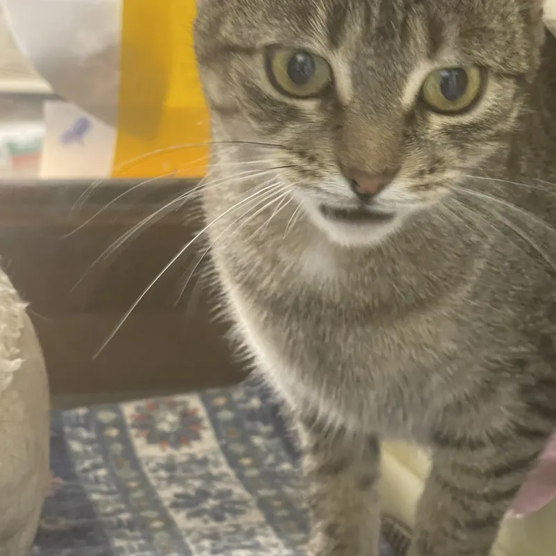 Maggie thumbnail 4