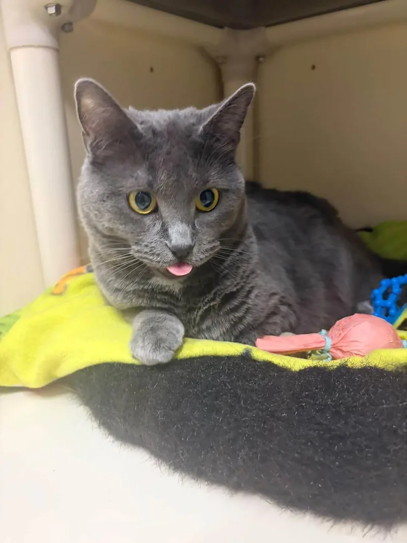 An adult medium-sized female Domestic Short Hair cat named Bianca for adoption in Davenport, IA