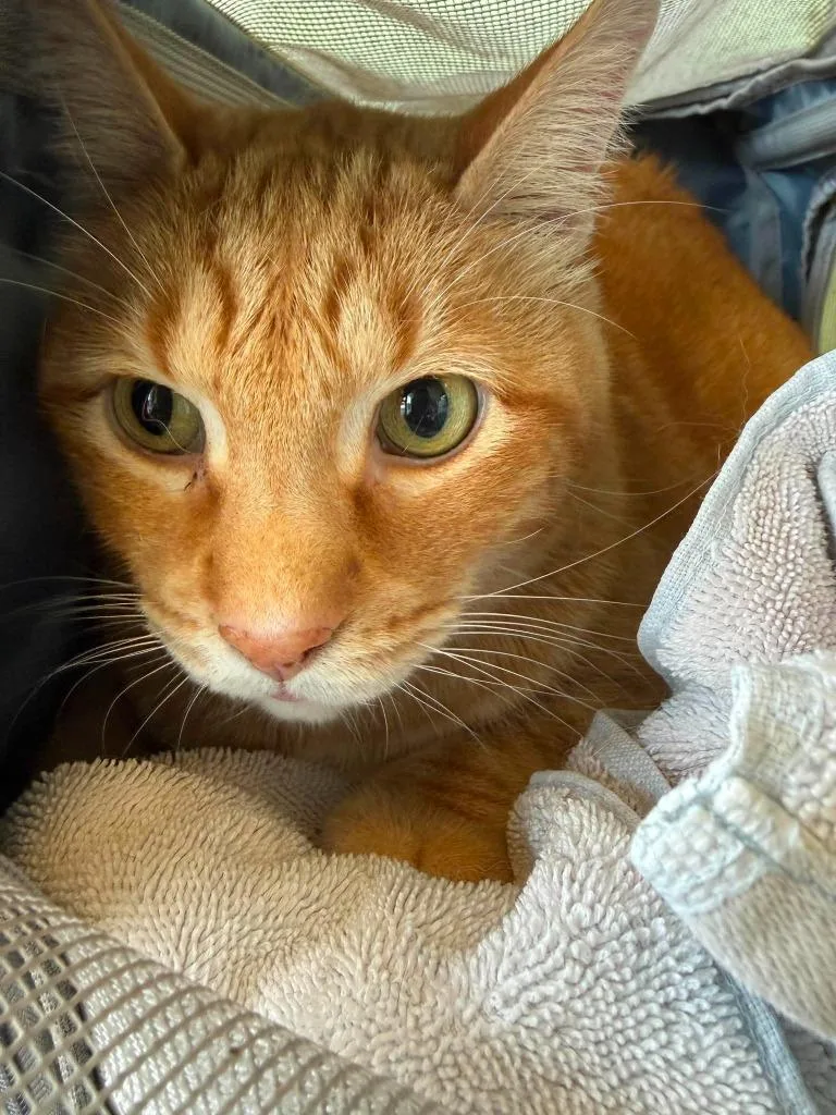An adult medium-sized male Domestic Short Hair cat named Turnip for adoption in New Braunfels, TX
