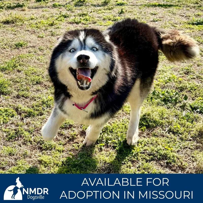 Victor  Missouri Mr thumbnail 2