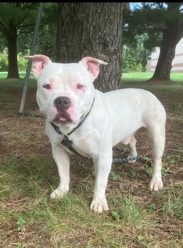 An adult medium-sized male White / Cream Pit Bull Terrier dog named Orc for adoption in Springfield, IL