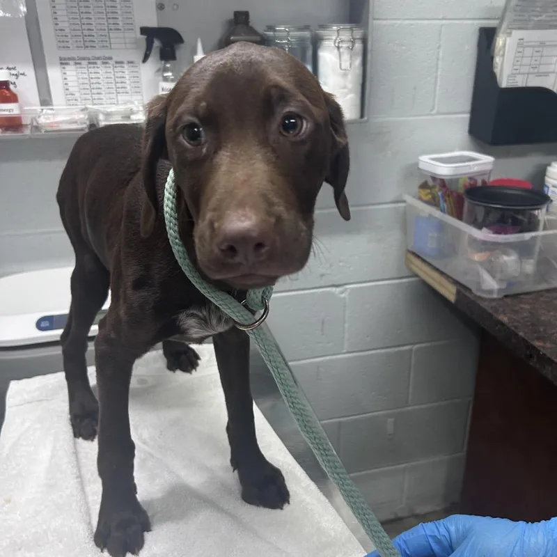 A baby small-sized male Brown / Chocolate Mixed Breed dog named Colson for adoption in Summerville, SC