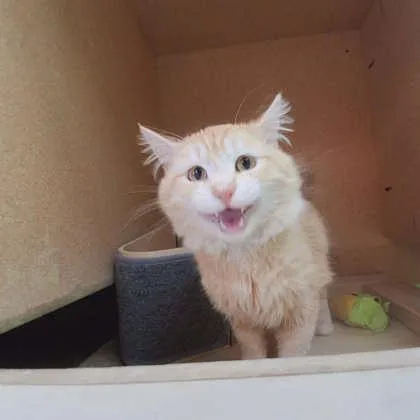 Albert