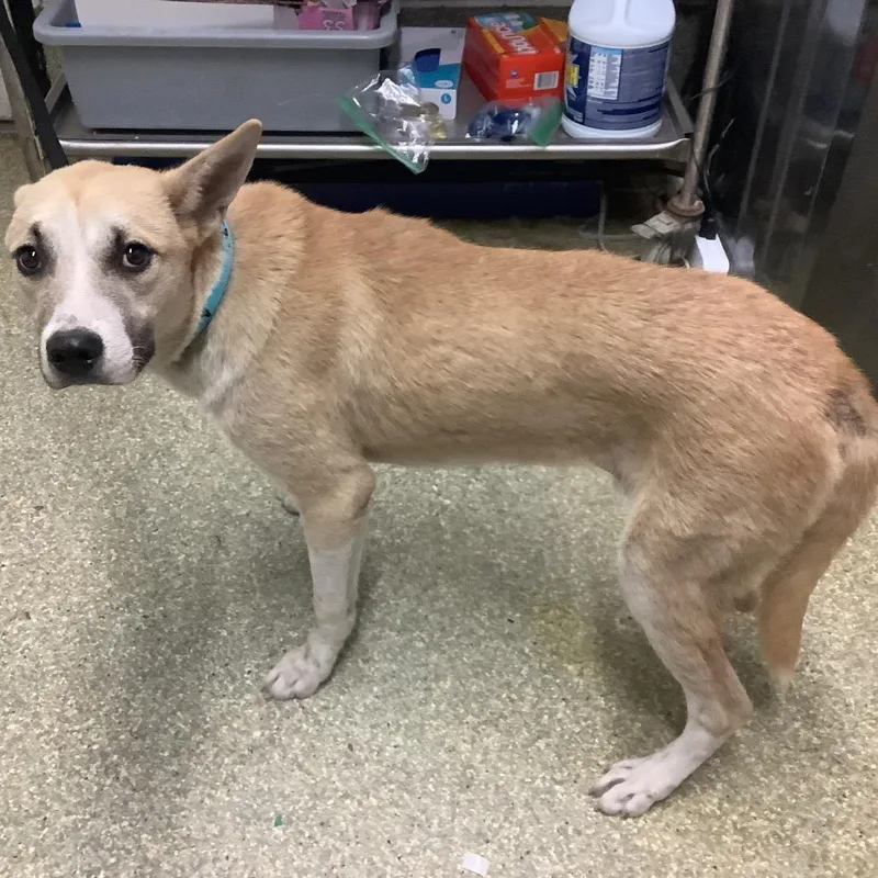A young medium-sized male Yellow / Tan / Blond / Fawn Husky dog named Beethoven for adoption in San Gabriel, CA