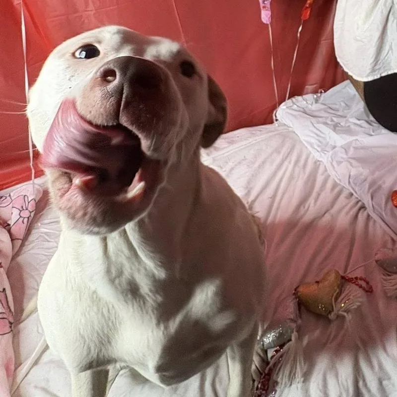 Marshmellow thumbnail 2