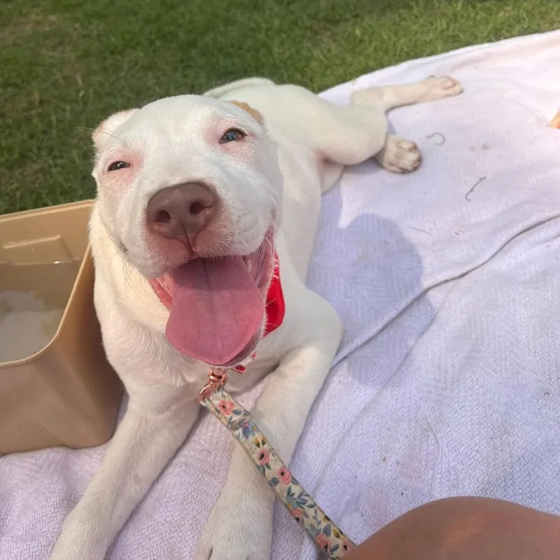 Marshmellow thumbnail 3