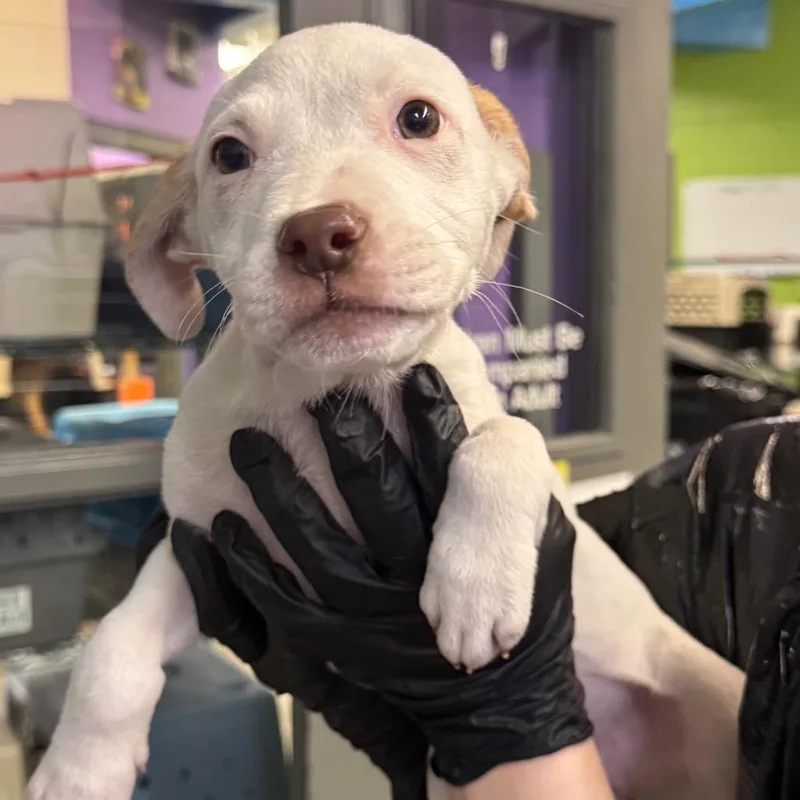 Marshmellow thumbnail 4