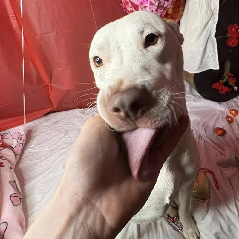 Marshmellow thumbnail 5