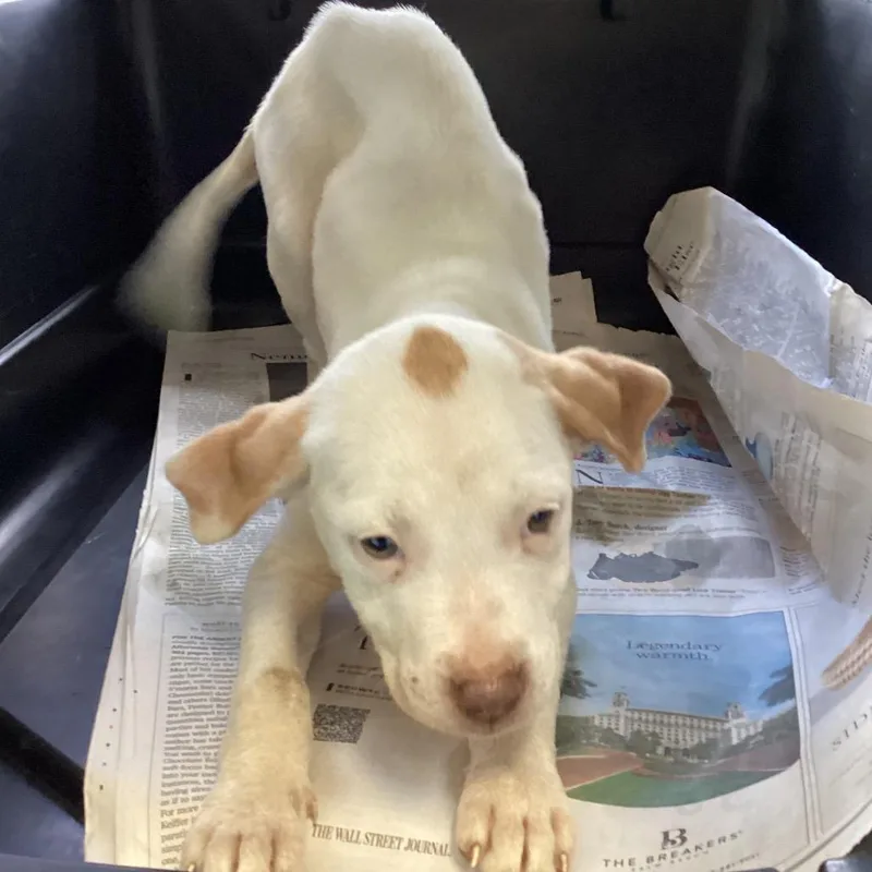 Marshmellow thumbnail 6