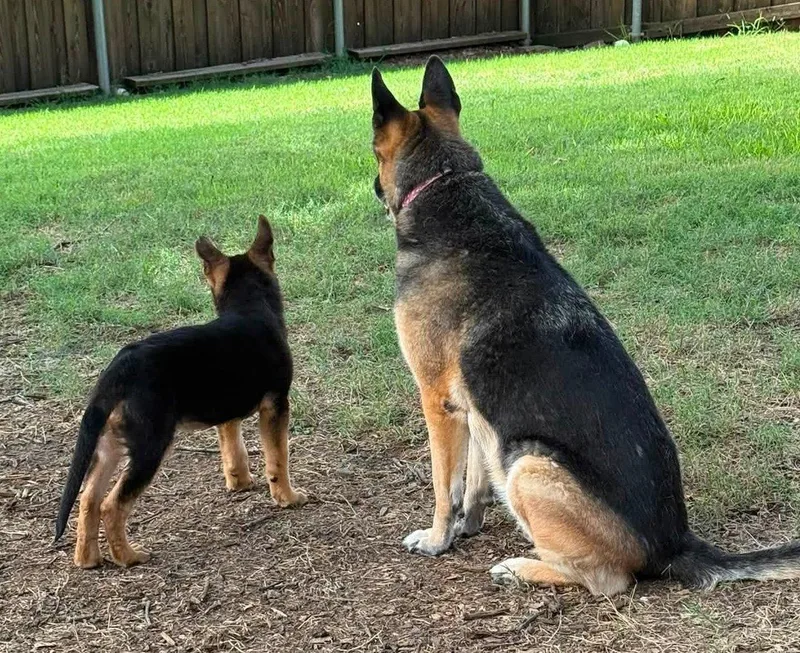 A baby large-sized male German Shepherd Dog dog named Camper for adoption in Dallas, TX