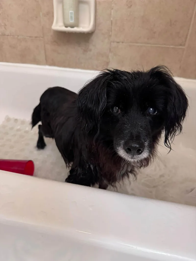 A senior small-sized male Black English Cocker Spaniel dog named Elmer Fudd for adoption in Rockville, MD