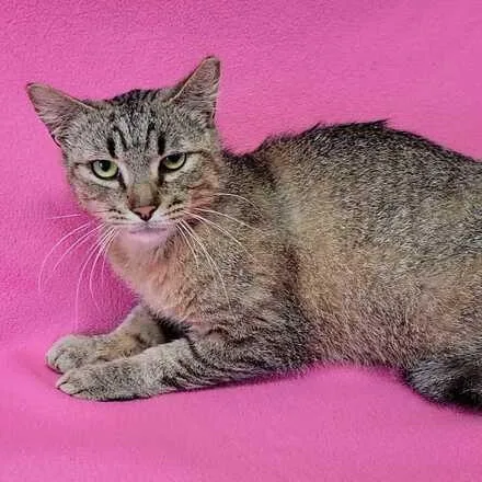 An adult medium-sized female Tabby (Brown / Chocolate) Domestic Short Hair cat named Cinnamon for adoption in Valdosta, GA