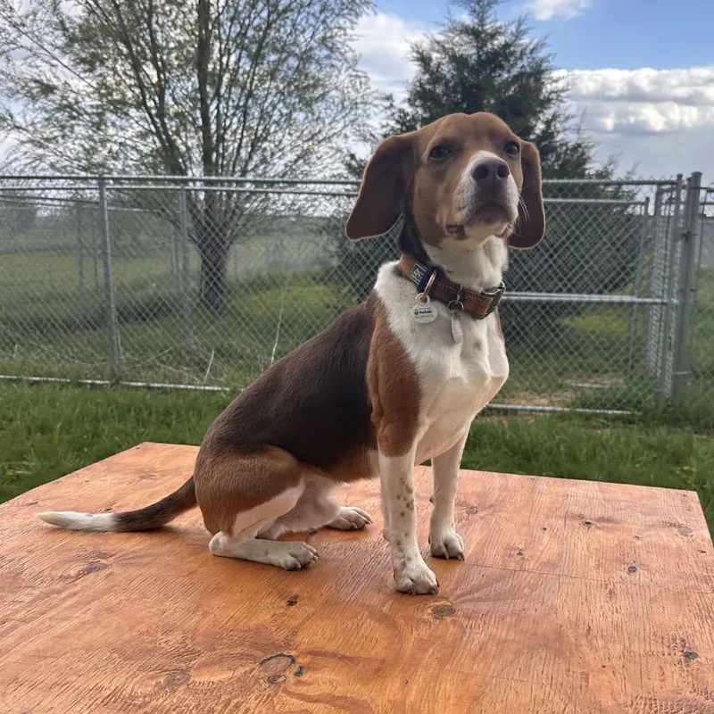 An adult small-sized male Yellow / Tan / Blond / Fawn Beagle dog named Harold for adoption in Milford, IA