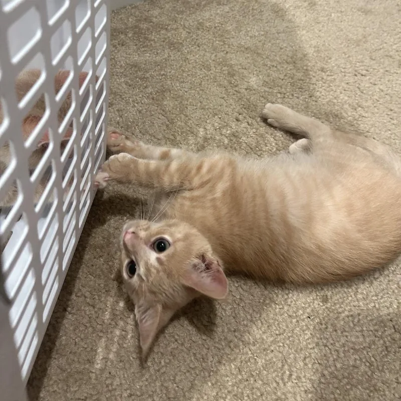 A baby small-sized male Buff / Tan / Fawn Domestic Short Hair cat named Blaze for adoption in Gibsonia, PA