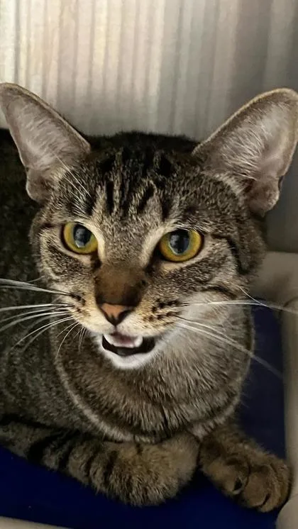An adult small-sized female Domestic Short Hair cat named Destiny for adoption in Venice, FL