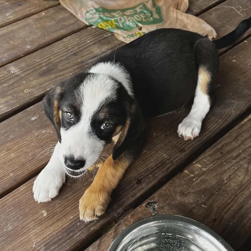 A baby small-sized female Black Beagle dog named Marley for adoption in Wadena, MN