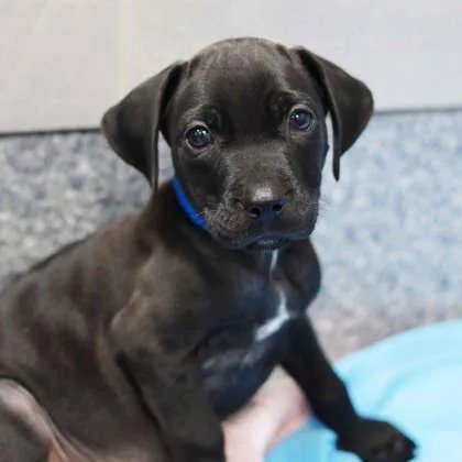 A baby small-sized male Black Pit Bull Terrier dog named Rondel for adoption in Atlanta, GA
