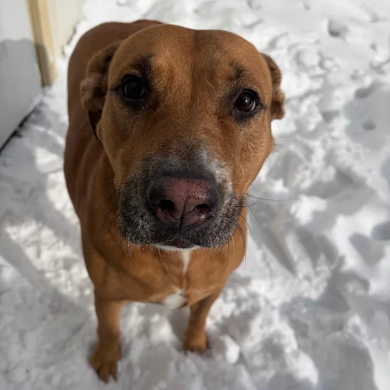 An adult medium-sized female Red / Chestnut / Orange Mixed Breed dog named Butterbean for adoption in Pontiac, IL