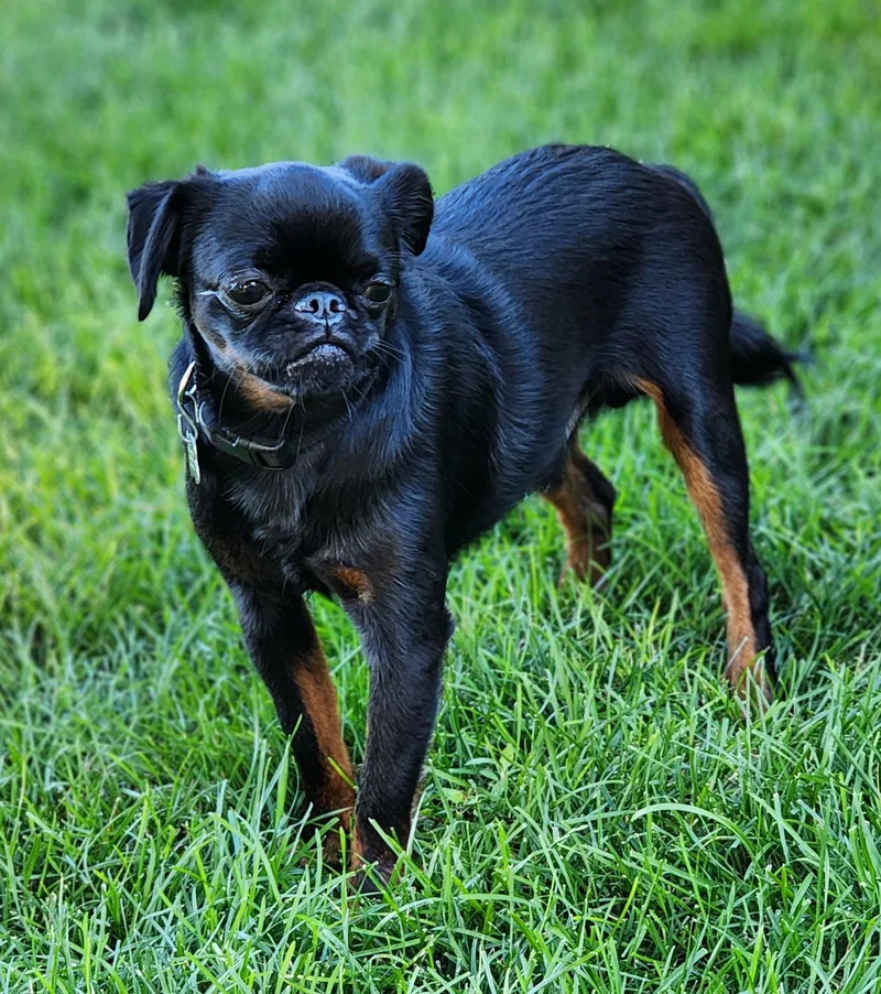 A baby small-sized male Black Brussels Griffon dog named Walter for adoption in Lisbon, IA