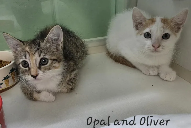 A young small-sized female Domestic Short Hair cat named Opal for adoption in Key Largo, FL