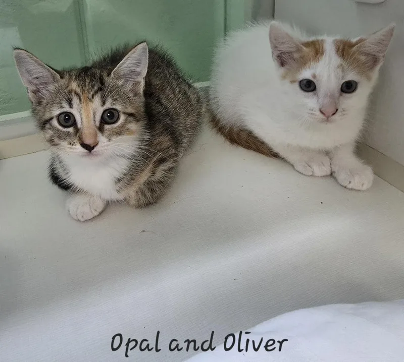 Opal thumbnail 5