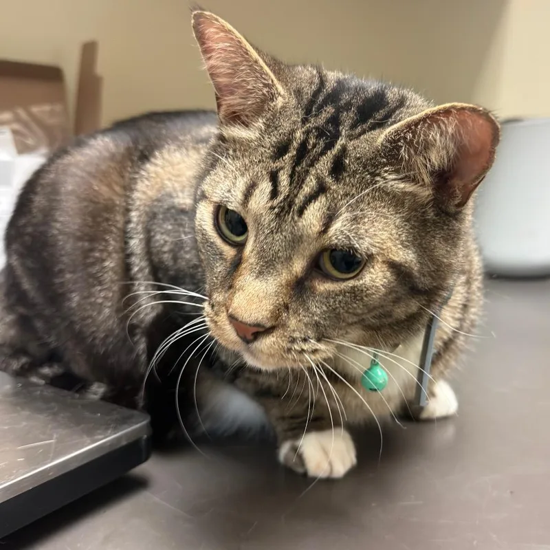 An adult medium-sized male Brown / Chocolate Domestic Short Hair cat named StrayndAvenue"Chord " for adoption in Columbus, GA