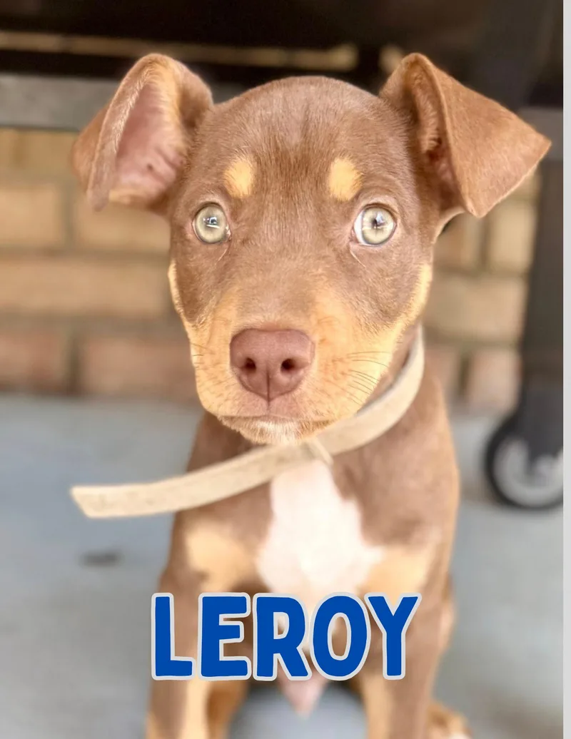 Leroy