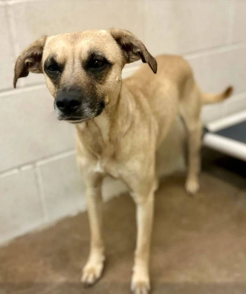A young large-sized male Yellow / Tan / Blond / Fawn Black Mouth Cur dog named Austin for adoption in Sherman, TX