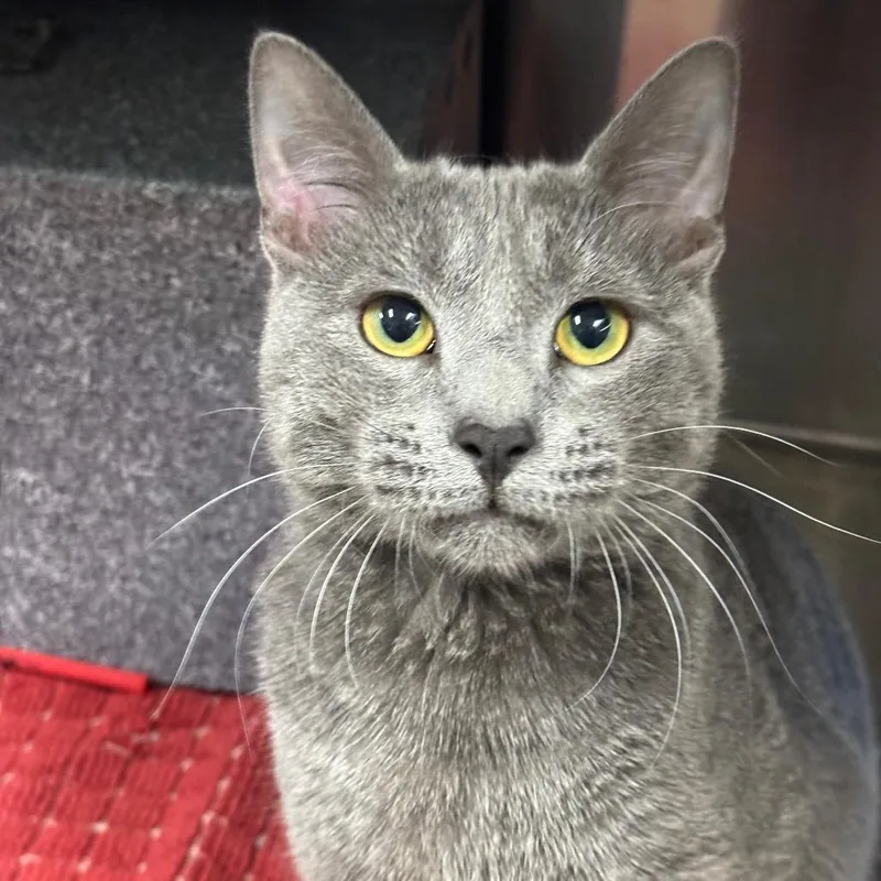 An adult large-sized male Gray / Blue / Silver Domestic Short Hair cat named Ash for adoption in League City, TX