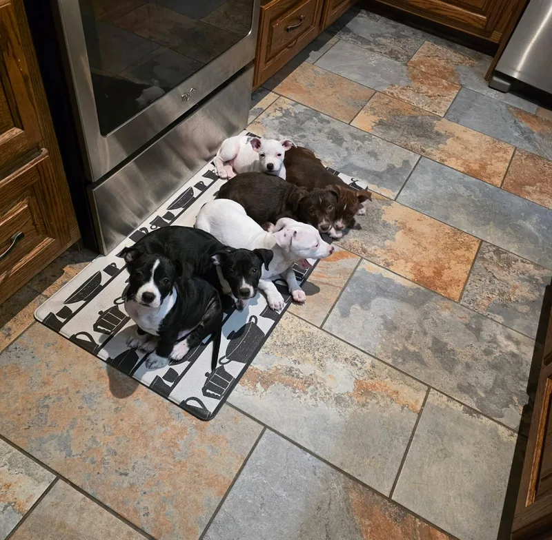A baby medium-sized male Black American Staffordshire Terrier dog named Astro for adoption in Mooresville, NC