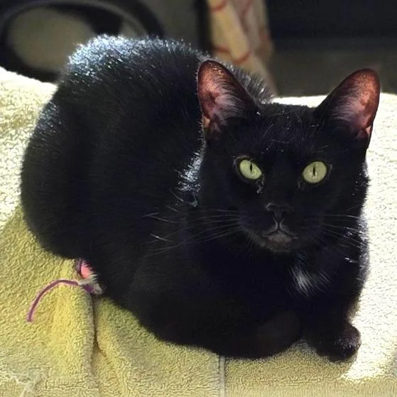 An adult medium-sized female Black Domestic Short Hair cat named Mila for adoption in Fort Wayne, IN