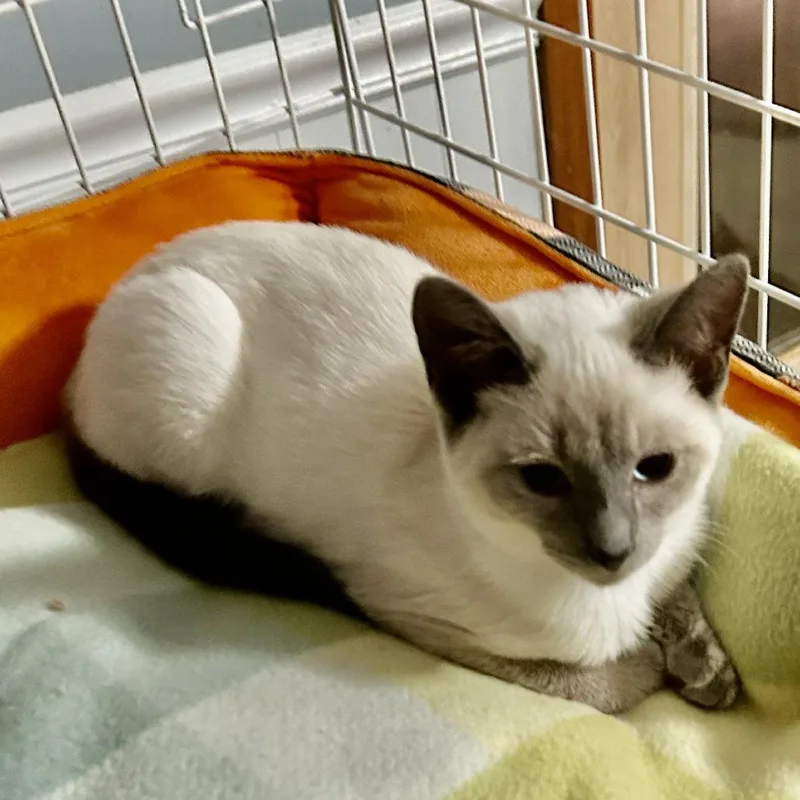A baby small-sized female Lilac Point Siamese cat named Ella for adoption in Carmel, IN